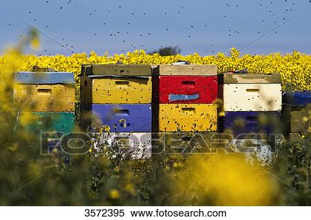 Colorful beehives in rape field, Sylt, Germany View Large Photo Image Stock Photography - Colorful beehives in rape field, Sylt, Germany . Fotosearch