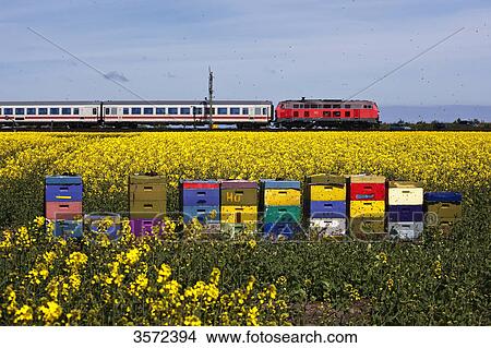 Picture - Colorful beehives in rape field with train in background, Sylt, Germany . Fotosearch