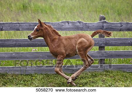 Stock Image - Colt, thoroughbred . Fotosearch