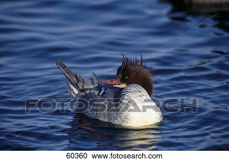 Common Merganser (Mergus merganser) bird floating on water View Large Photo Image Stock Image - Common Merganser (Mergus merganser) bird floating on water . Fotosearch