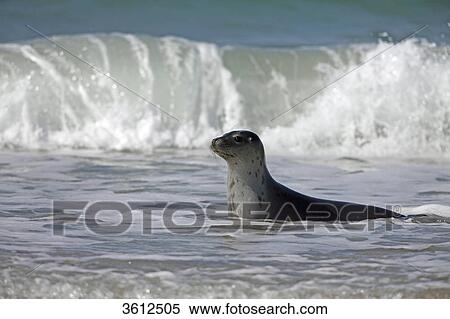 Common Seal (Phoca vitulina) in the ocean, Helgoland, Germany View Large Photo Image Stock Photography - Common Seal (Phoca vitulina) in the ocean, Helgoland, Germany . Fotosearch