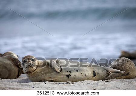 Stock Image - Common Seal (Phoca vitulina) on beach, Helgoland, Germany . Fotosearch