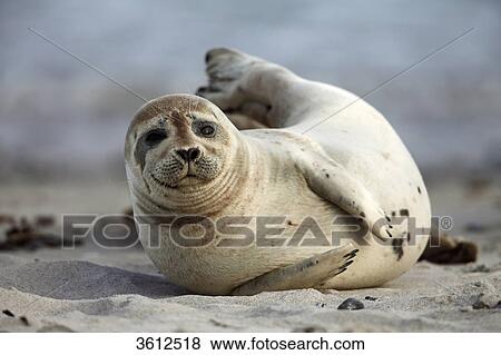 Stock Photo - Common Seal (Phoca vitulina) on beach, Helgoland, Germany . Fotosearch