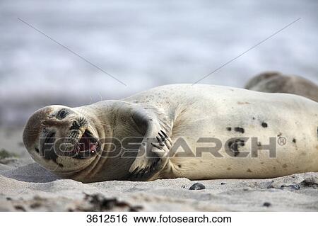Stock Photograph - Common Seal (Phoca vitulina) on beach, Helgoland, Germany . Fotosearch