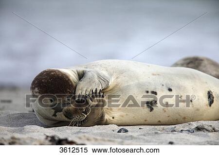Stock Photography - Common Seal (Phoca vitulina) on beach, Helgoland, Germany . Fotosearch