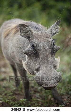 Stock Photo - Common warthog, Phacochoerus africanus, Queen Elizabeth National Park, Uganda, East Africa, Africa . Fotosearch