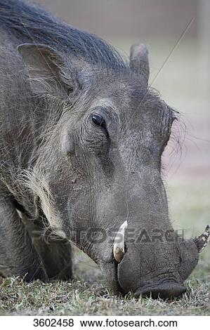 Stock Photo - Common Warthog (Phacochoerus africanus) grazing, Pilanesberg Game Reserve, South Africa . Fotosearch