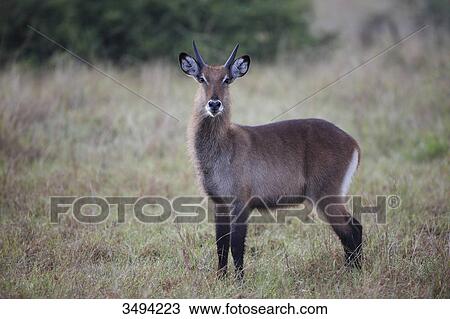 Common waterbuck, Kobus ellipsiprymnus, Queen Elizabeth National Park, Uganda, East Africa, Africa View Large Photo Image Stock Image - Common waterbuck, Kobus ellipsiprymnus, Queen Elizabeth National Park, Uganda, East Africa, Africa . Fotosearch