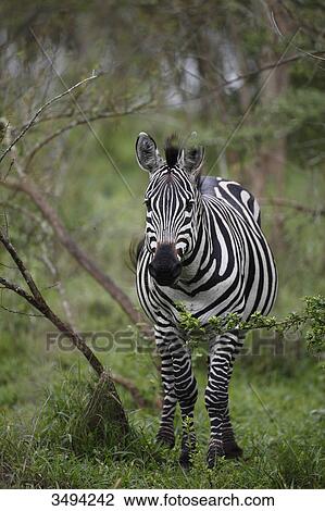 Stock Image - Common zebra, Equus quagga boehmi, Lake Mburo National Park, Uganda, East Africa, Africa . Fotosearch