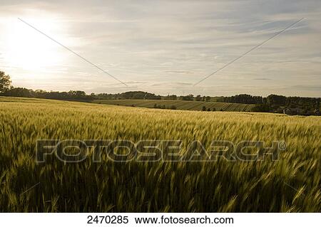 Corn crop in field View Large Photo Image Stock Photography - Corn crop in field . Fotosearch
