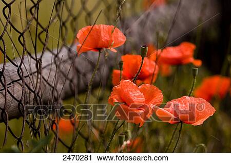 Corn Poppy (Papaver Rhoeas) flowers blooming in field View Large Photo Image Stock Image - Corn Poppy (Papaver Rhoeas) flowers blooming in field . Fotosearch