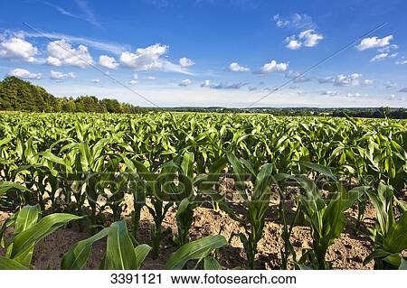 Cornfield, Lower Saxony, Germany View Large Photo Image Stock Image - Cornfield, Lower Saxony, Germany . Fotosearch