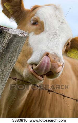 Cow poking out tongueg, close-up View Large Photo Image Stock Image - Cow poking out tongueg, close-up . Fotosearch