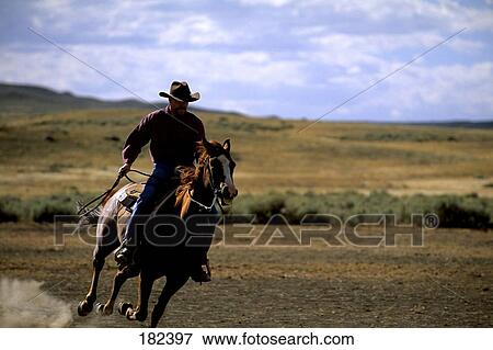 Cowboy riding horse holding lasso, Pampas, Montana, USA View Large Photo Image Stock Photo - Cowboy riding horse holding lasso, Pampas, Montana, USA . Fotosearch