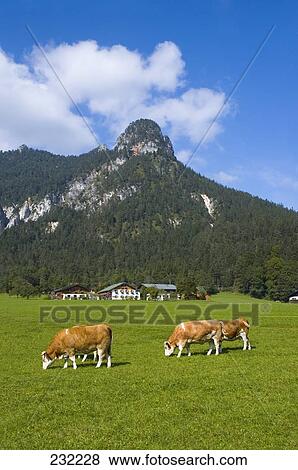 Cows grazing in field, Berchtesgadener Land, Chiemgau, Bavaria, Germany View Large Photo Image Stock Photo - Cows grazing in field, Berchtesgadener Land, Chiemgau, Bavaria, Germany . Fotosearch