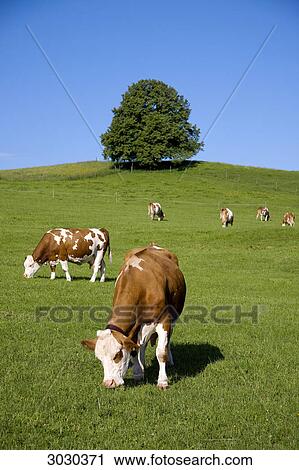 Cows grazing on pasture, Allgau, Germany View Large Photo Image Stock Image - Cows grazing on pasture, Allgau, Germany . Fotosearch