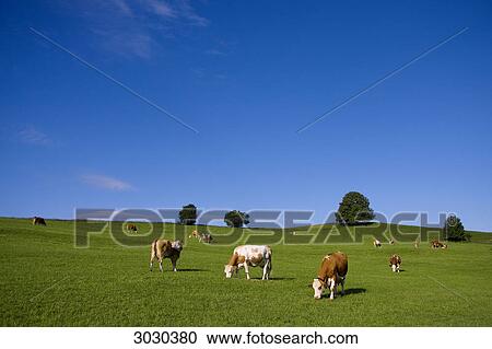 Cows grazing on pasture, Allgau, Germany View Large Photo Image Stock Image - Cows grazing on pasture, Allgau, Germany . Fotosearch