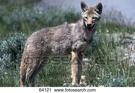 Stock Image - Coyote (Canis latrans) standing in field, USA . Fotosearch