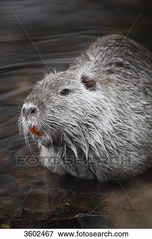 Coypu (Myocastor coypus) in water, Dillingen, Germany View Large Photo Image Stock Photo - Coypu (Myocastor coypus) in water, Dillingen, Germany . Fotosearch