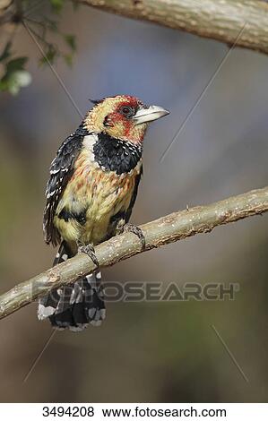 Stock Photo - Crested barbet, Trachyphonus vaillantii, sitting on branch, Pilanes Game Reserve, North West, South Africa, Africa . Fotosearch