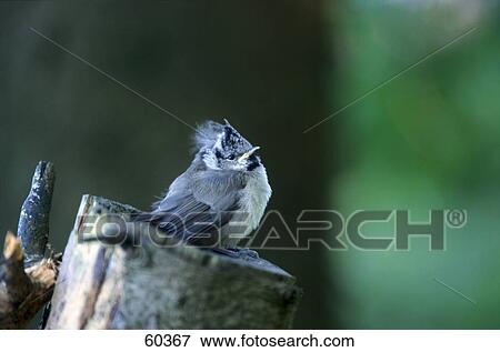 Crested Tit (Parus cristatus) bird on tree stump View Large Photo Image Stock Photo - Crested Tit (Parus cristatus) bird on tree stump . Fotosearch