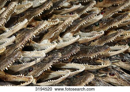 Crocodiles as souvenirs, New Orleans, USA, close-up View Large Photo Image Stock Image - Crocodiles as souvenirs, New Orleans, USA, close-up . Fotosearch