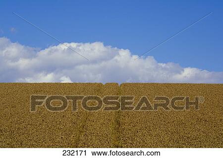 Crop in field  View Large Photo Image Stock Image - Crop in field . Fotosearch