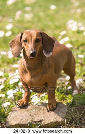 Dachshund standing on stone in field View Large Photo Image Stock Photo - Dachshund standing on stone in field . Fotosearch