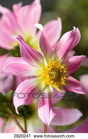 dahlia, close-up View Large Photo Image Stock Image - dahlia, close-up . Fotosearch