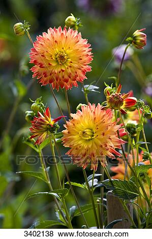 Dahlias in garden, Hamburg, Germany View Large Photo Image Stock Photo - Dahlias in garden, Hamburg, Germany . Fotosearch