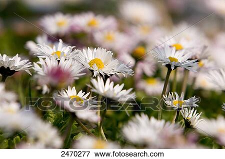 Stock Photo - Daisy (Bellis Perennis) flowers blooming in field . Fotosearch