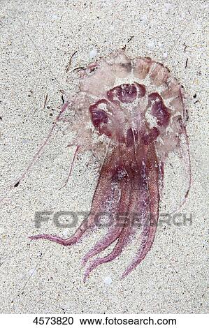 Stock Image - Dead jellyfish . Fotosearch