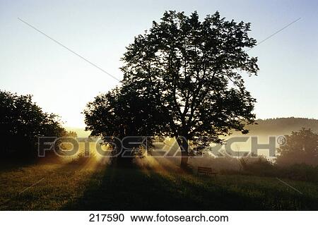 Stock Image - Deciduous tree at sunset, Upper Palatinate, Bavaria, Germany . Fotosearch
