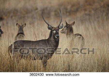 Stock Image - DeFassa Waterbucks (Kobus ellipsiprymnus) in the savannah, Pilanesberg Game Reserve, South Africa . Fotosearch
