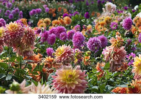 Different dahlias, Hamburg, Germany View Large Photo Image Stock Photo - Different dahlias, Hamburg, Germany . Fotosearch