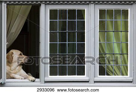 Stock Photograph - Dog looking out of a window, Brugge, Belgium . Fotosearch
