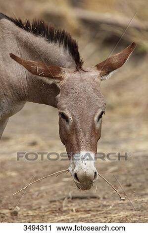 Donkey, Gambia, West Africa, Africa View Large Photo Image Stock Image - Donkey, Gambia, West Africa, Africa . Fotosearch