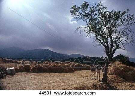 Donkey tied up with olive tree in field, Lassithi, Crete, Greece View Large Photo Image Stock Image - Donkey tied up with olive tree in field, Lassithi, Crete, Greece . Fotosearch