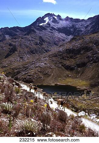 Donkey walking on path, Sierra Nevada National Park, Venezuela View Large Photo Image Stock Photography - Donkey walking on path, Sierra Nevada National Park, Venezuela . Fotosearch