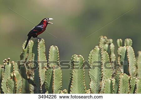 Stock Photograph - Double-toothed Barbet, Lybius bidentatus, Queen Elizabeth National Park, Uganda, East Africa, Africa . Fotosearch