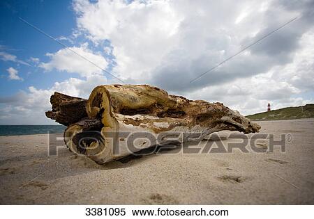 Stock Photography - Driftwood at beach, Sylt, Schleswig-Holstein, Germany . Fotosearch