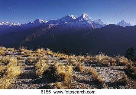 Dry grass on hill with mountain range in background, Poon Hill, Himalayas, Ghorepani, Baglung, Dhawalagiri, Nepal View Large Photo Image Stock Photograph - Dry grass on hill with mountain range in background, Poon Hill, Himalayas, Ghorepani, Baglung, Dhawalagiri, Nepal . Fotosearch