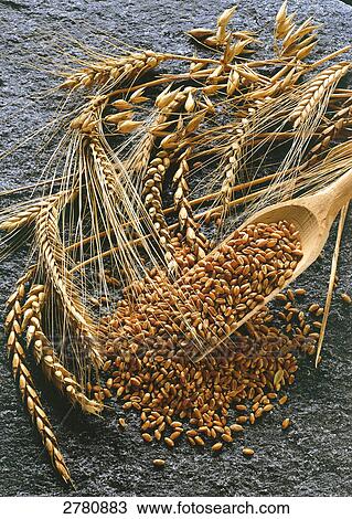 Ears of wheat with scoop View Large Photo Image Stock Image - Ears of wheat with scoop . Fotosearch