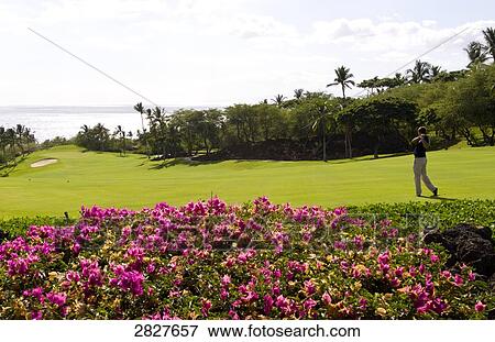Emerald Course, Maui, Hawaii, USA View Large Photo Image Stock Photo - Emerald Course, Maui, Hawaii, USA . Fotosearch