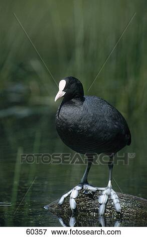 Eurasian Coot (Fulica atra) bird standing on stone in lake View Large Photo Image Stock Photo - Eurasian Coot (Fulica atra) bird standing on stone in lake . Fotosearch