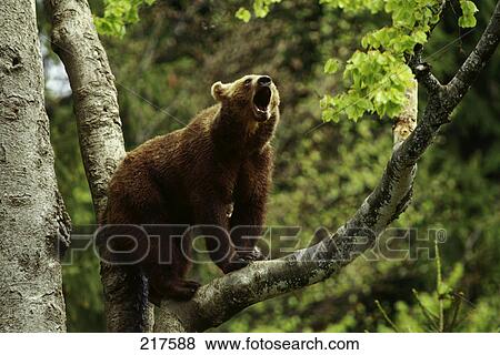 Stock Photo - European Brownbear (Ursus arctos) snarling on tree . Fotosearch