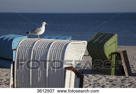 European Herring Gull (Larus argentatus) on beach chair, Helgoland, Germany View Large Photo Image Stock Photo - European Herring Gull (Larus argentatus) on beach chair, Helgoland, Germany . Fotosearch