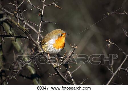 Stock Photo - European Robin (Erithacus rubecula) bird perching on branch . Fotosearch