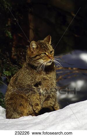 European Wildcat (Felis silvestris silvestris) sitting in snow, Bavarian Forest National Park, Bavaria, Germany View Large Photo Image Stock Photograph - European Wildcat (Felis silvestris silvestris) sitting in snow, Bavarian Forest National Park, Bavaria, Germany . Fotosearch