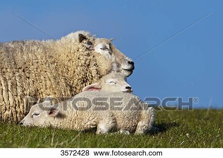 Stock Photo - Ewe lying with two lambs on dike, Sylt, Germany . Fotosearch
